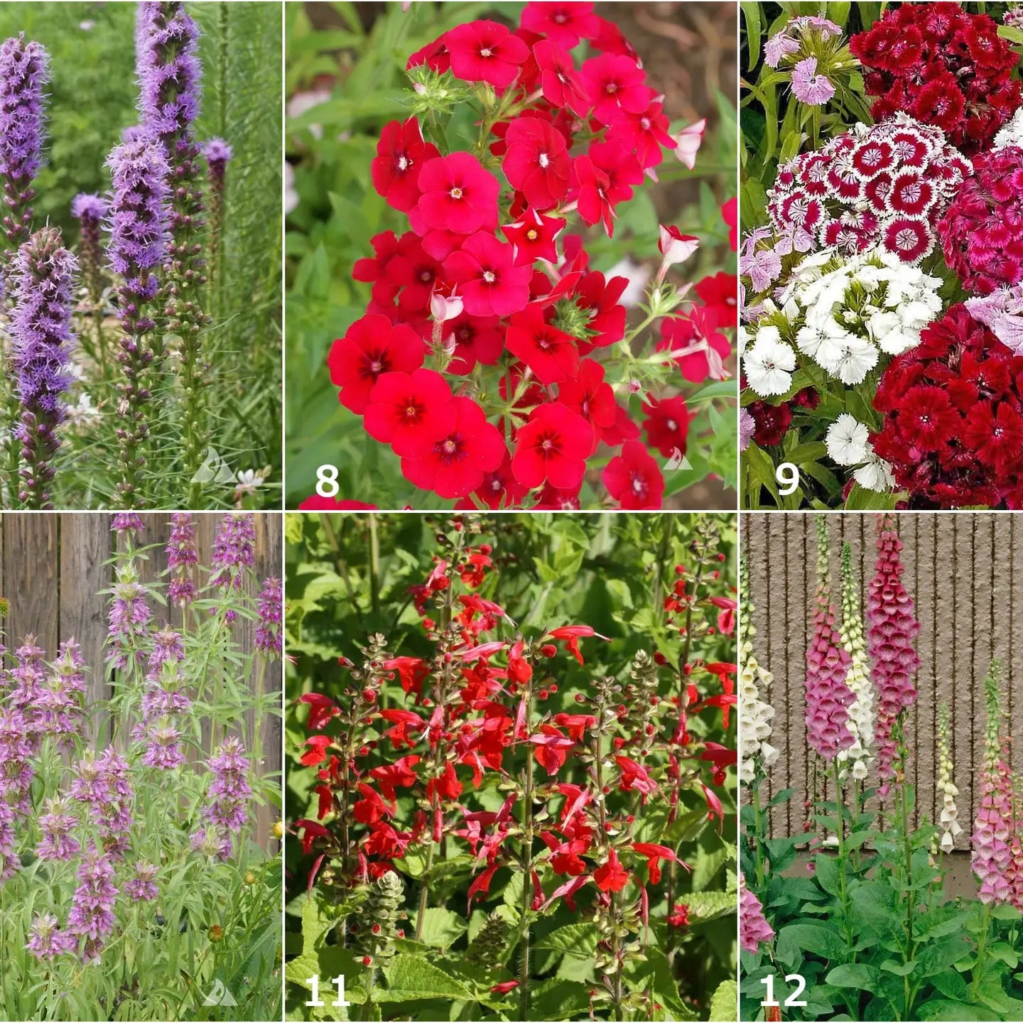 Garden in a Bag - Scatter Garden/ Hummingbird
