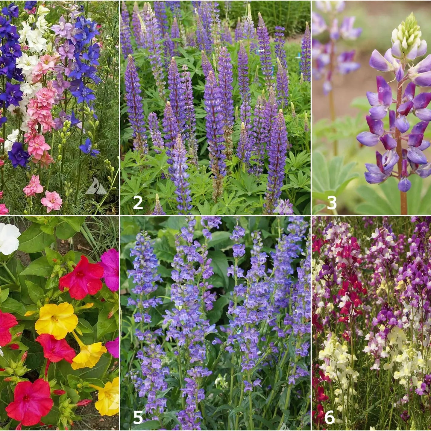 Garden in a Bag - Scatter Garden/ Hummingbird